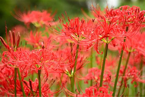 彼岸花 開花|見ごろの時期は？都内＆東京近郊の「彼岸花」名所8。